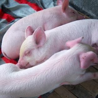 广州华腾生物--白化小型猪