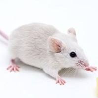 上海哮喘模型构建服务