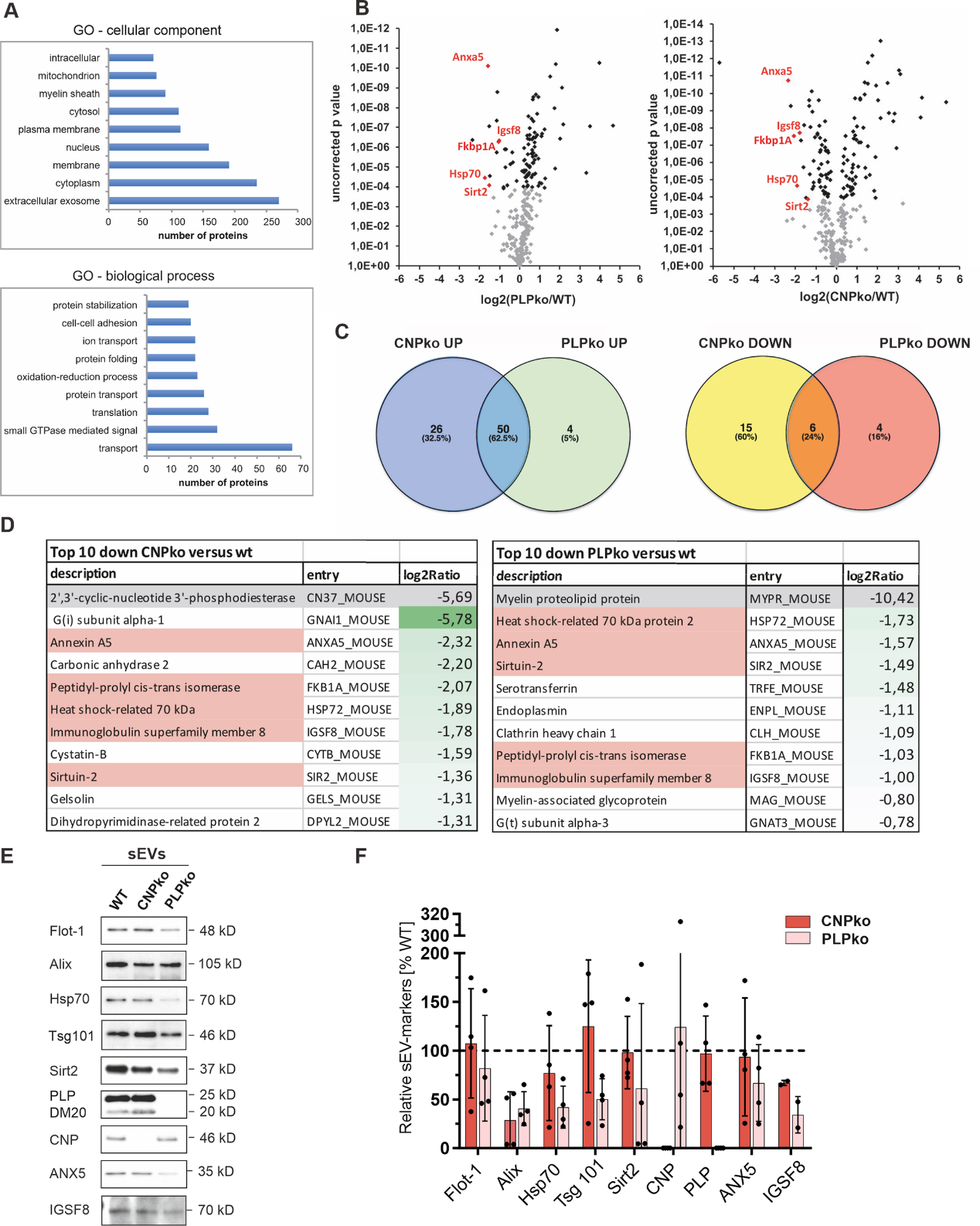 少突胶质细胞分泌外泌体支持轴突转运和维持