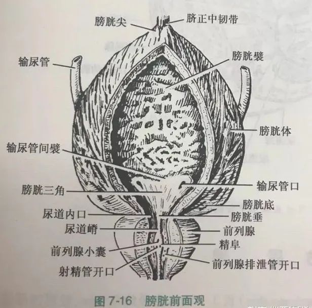 膀胱的准确位置图男图片