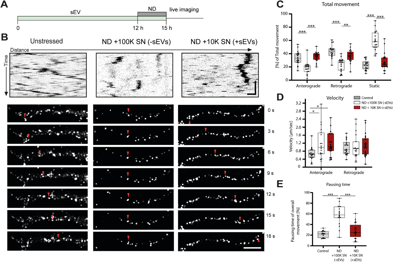 少突胶质细胞分泌外泌体支持轴突转运和维持