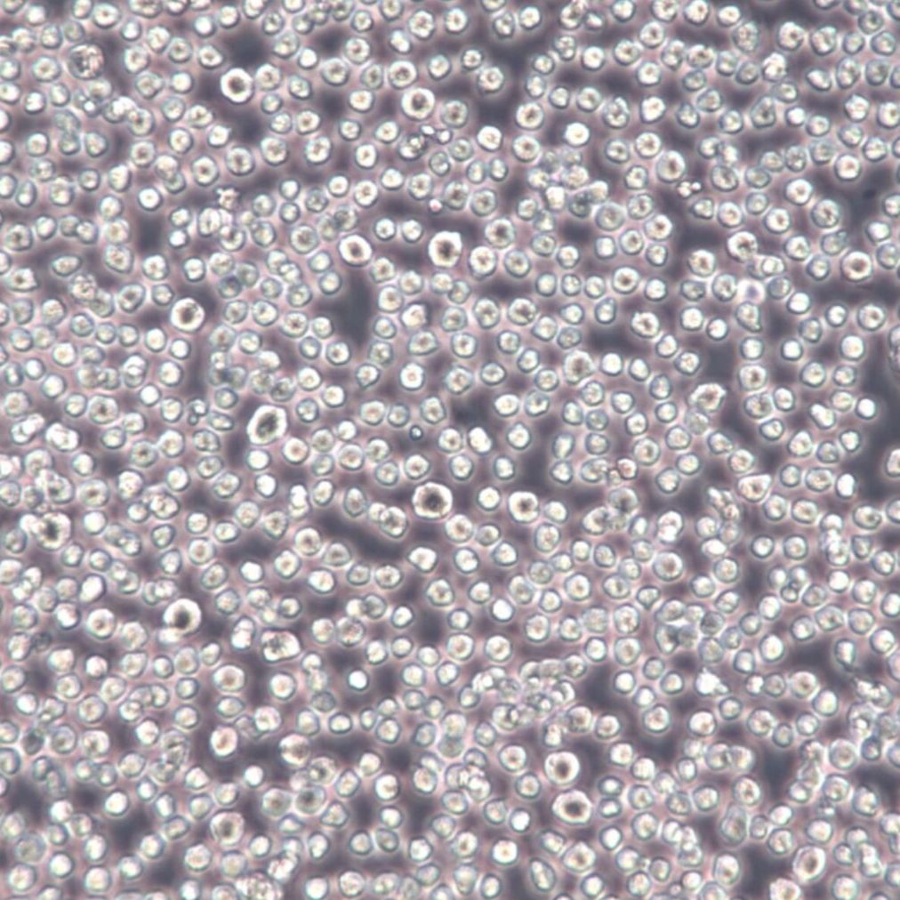 HL-60细胞、HL60细胞、HL-60细胞