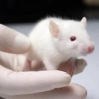 肥胖小鼠模型构建