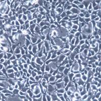 293A 细胞、HEK293A 细胞、293A 细胞、293A