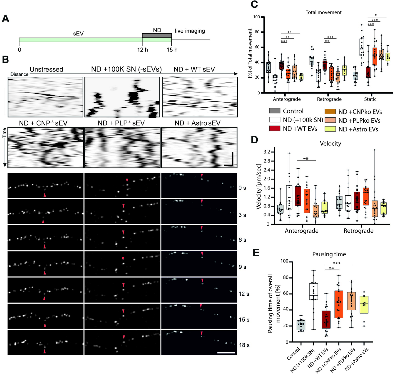 少突胶质细胞分泌外泌体支持轴突转运和维持