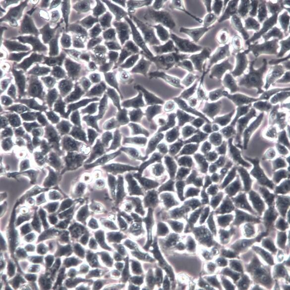 HeLa细胞、HeLa细胞、HeLa宫颈癌细胞