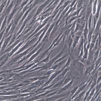 HSF细胞、HSF细胞、HSF细胞