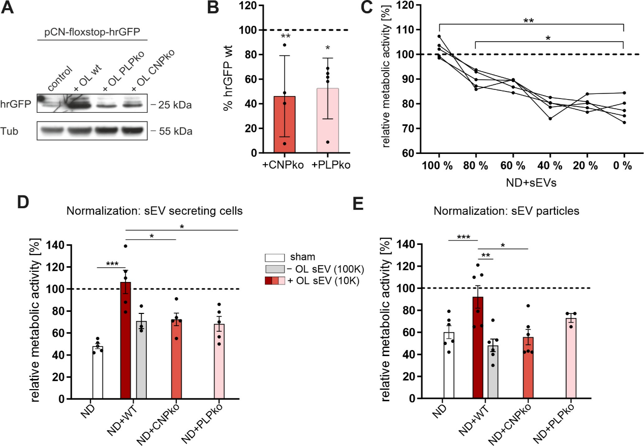 少突胶质细胞分泌外泌体支持轴突转运和维持