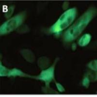 His-tag Purification Resin (耐还原螯合型)