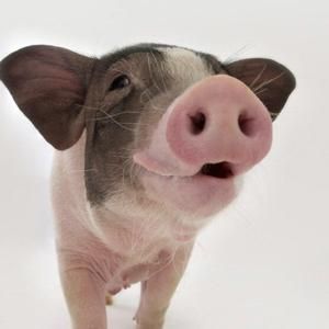 巴馬小型豬---廣州華騰生物