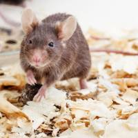 上海过敏性哮喘模型构建服务