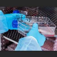 EOMA Cells;小鼠血管内皮瘤体外鲜活细胞|STR鉴定图谱