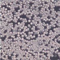 K562细胞、K562细胞、K562细胞