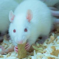 帕金森动物模型构建