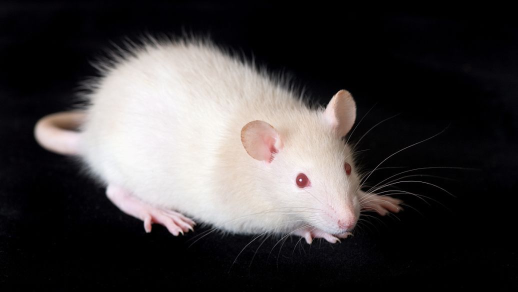 上海小鼠EAE模型构建服务