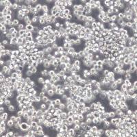 KU-812细胞、KU812细胞、KU812细胞