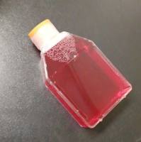 OmniMAX2-T1 Resistant感受态细胞