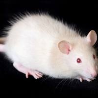 小鼠急性尿毒症模型构建