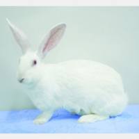 兔骨缺损模型构建服务