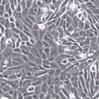 MCF-10A、MCF10A细胞、MCF10A细胞