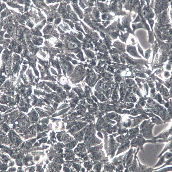 NCI-H358细胞、NCI-H358细胞、NCI-H358细胞