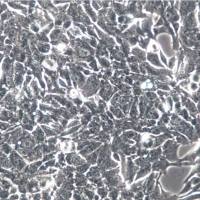 NCI-H358细胞、NCI-H358细胞、NCI-H358细胞