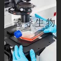 8505C Cells;人甲状腺癌体外鲜活细胞|STR鉴定图谱