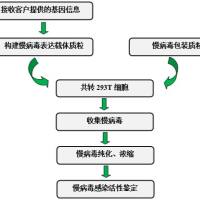 慢病毒构建 干扰慢病毒构建