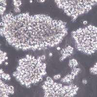 MT4细胞、MT4细胞、MT4细胞