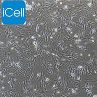 主动脉平滑肌细胞/真皮成纤维细胞/真皮毛乳头细胞