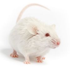 中度 II 型 SMA 小鼠