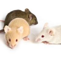 B6SJL.SOD1-G93A转基因小鼠