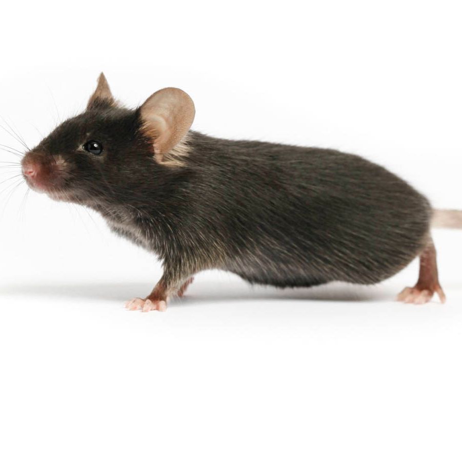 B6.SOD1-G93A转基因小鼠