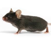 B6.SOD1-G93A转基因小鼠