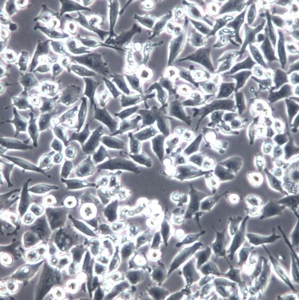 MIA PaCa-2细胞、MIA-PaCa-2、MIA PaCa-2