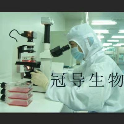 NCI-H2009 Cells;人肺腺癌体外鲜活细胞|STR鉴定图谱