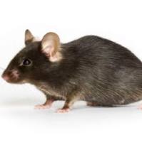 Prp-TDP43A315T 转基因小鼠