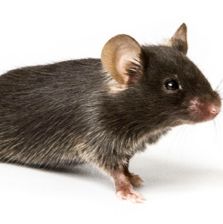 Mecp2 基因敲除小鼠