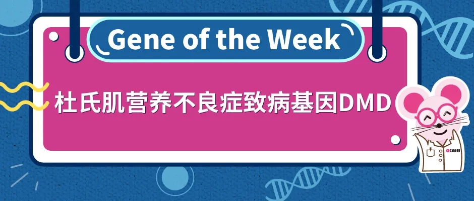 杜氏肌营养不良症致病基因DMD