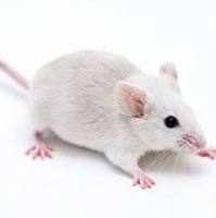上海小鼠宫颈炎模型构建