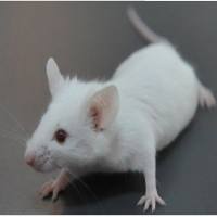 BALB/c小鼠
