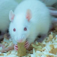 上海胰腺炎模型构建服务