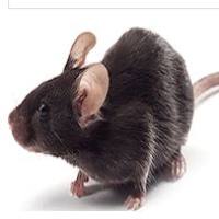 db / db小鼠