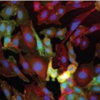 EU RNA转录活性检测