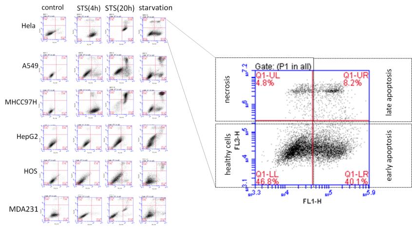 Caspase-3/7细胞凋亡快速检测试剂盒