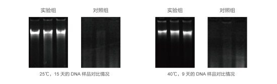 DNA样本保护剂与无RNA酶水