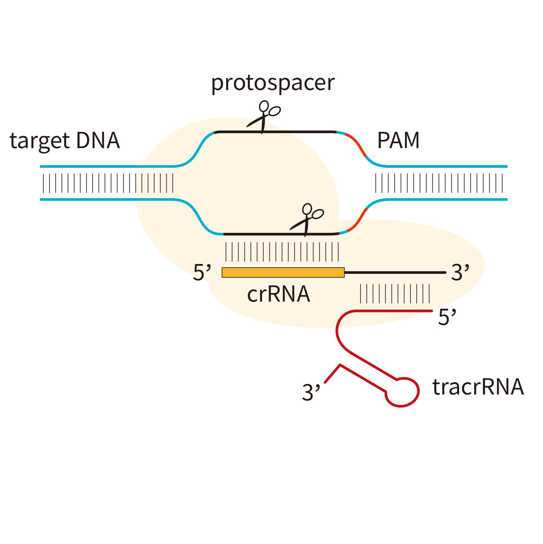 CRISPR-Cas9基因编辑