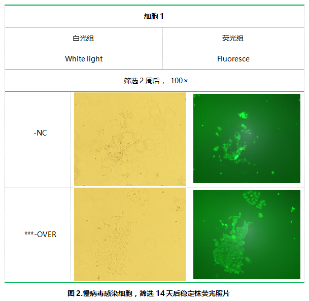 稳定细胞株筛选详细流程