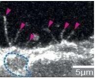 细胞是集体思想家——细胞培养fcs作用