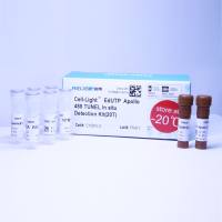 EdU细胞增殖检测